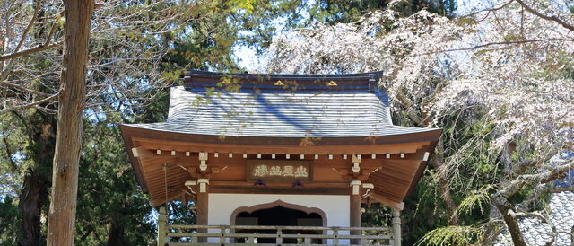 浄智寺の桜